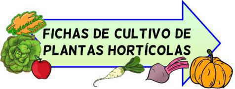 cultivos del huerto