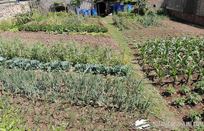 jardin de verduras y hortaliza