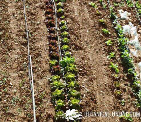 campo cultivo siembra