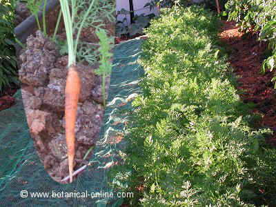 huerto con zanahorias