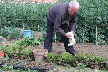 hombre en su huerto jardin 