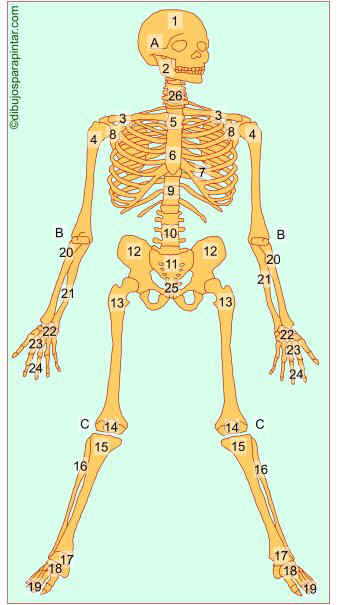 huesos del esqueleto