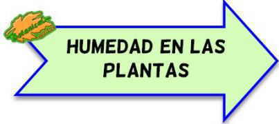 humedad en las plantas