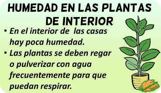 humedad riego plantas de interior