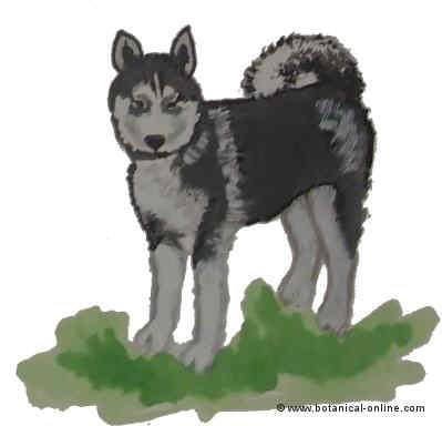 Dibujo de husky siberiano 