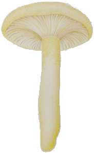 Hygrophorus chrysodon