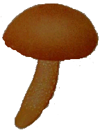 Hygrophorus cossus