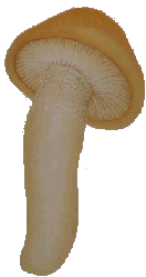 Hygrophorus pudorinus