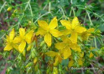 hiperico hierba de san juan en flor