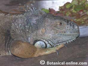 Iguana común, terrario