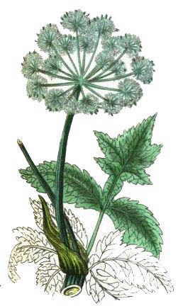ilustracion botanica