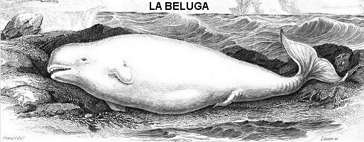 beluga