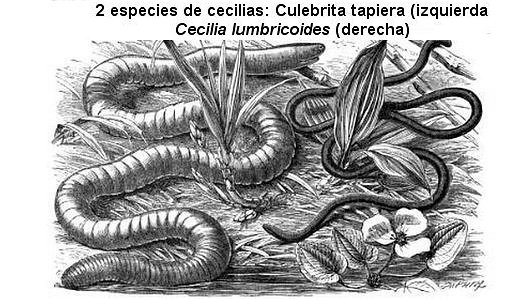 Cecilias