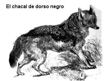 Chacal de dorso negro