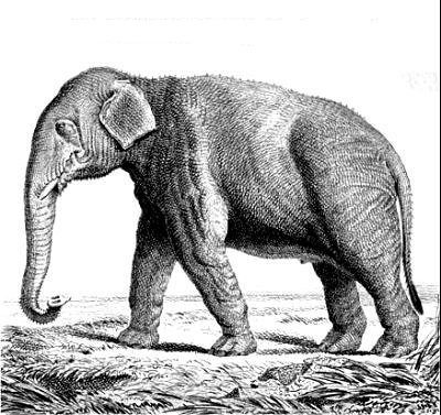 Elefante asiatico (Elephas maximus)