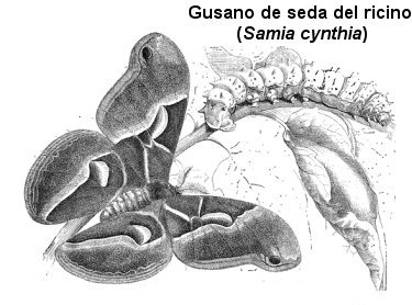 La seda del gusano de seda se utiliza para confeccionar tejidos