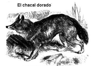 chacal