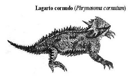 lagarto cornudo