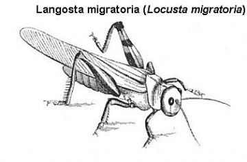 langosta migratoria