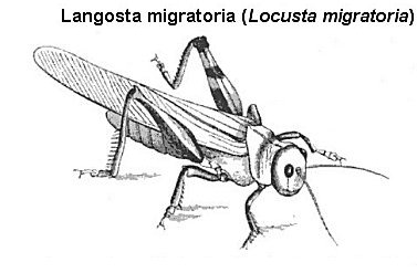 langosta migratoria