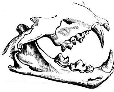 Dentición de león