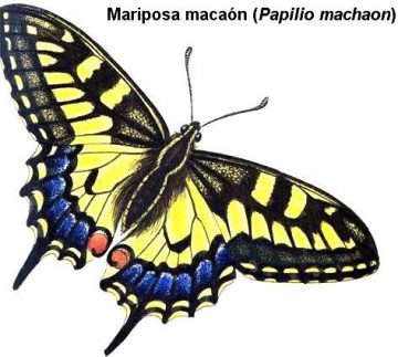 Mariposa macaón
