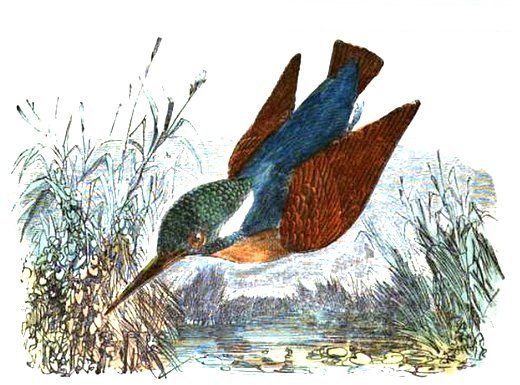 Martín pescador (Alcedo atthis)