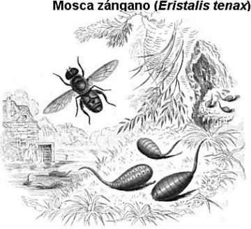moscas zángano