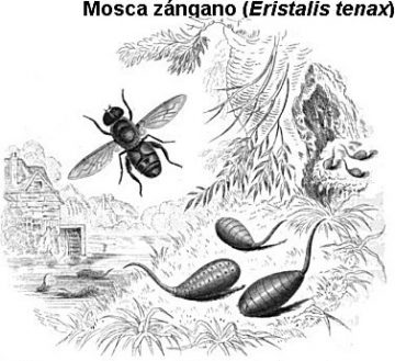 mosca zángano