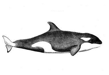 Orca (Urcinus orca)
