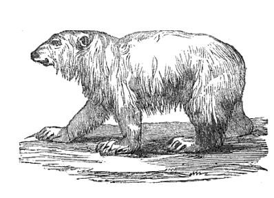 Oso polar (animal) - Información, hábitat y características