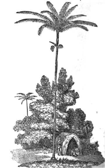 palma aceitera