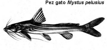 peces gato