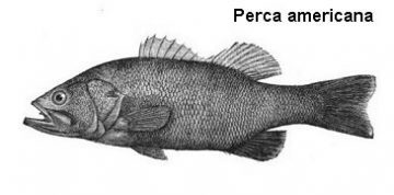 PERCA AMERICANA