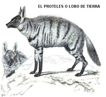 Dibujo de proteles