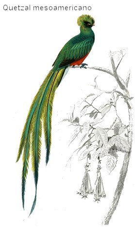 quetzal