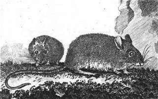 Ratón de campo (Apodemus sylvaticus)
