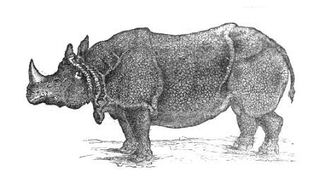 Rinoceronte de la India (Rhinoceros unicornis)