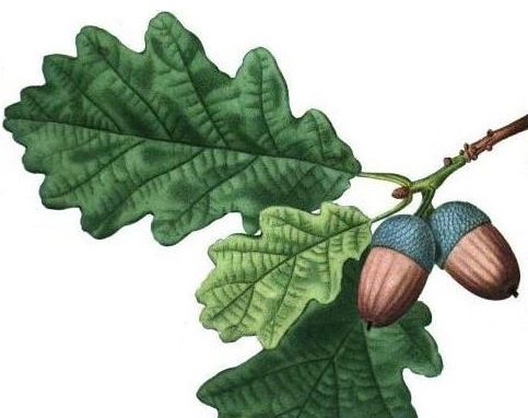 ilustracion