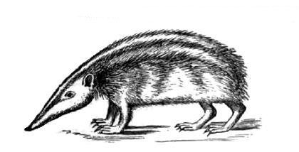 tenrec listado (Hemicentetes semispinosus)