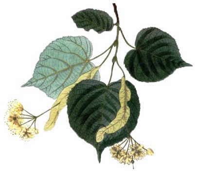 Ilustración de planta