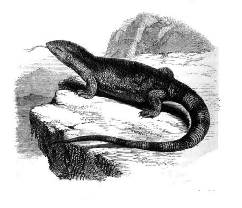 El varano de garganta blanca (Varanus albigularis)