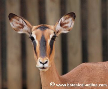 impala de cara negra