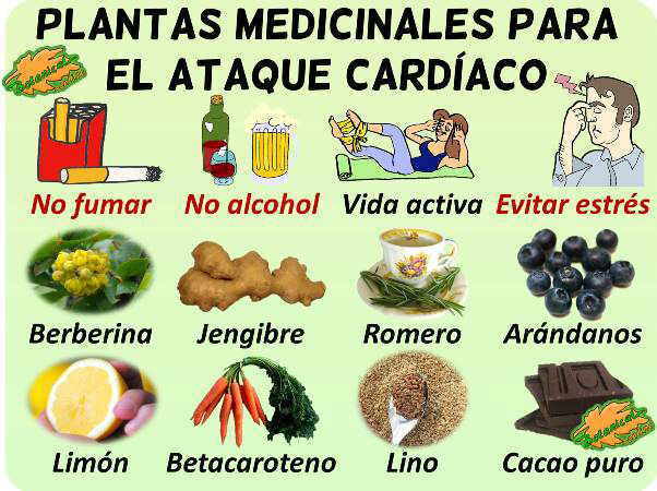 remedios naturales con plantas medicinales para tratamiento de la la remedio ataque cardiaco corazon