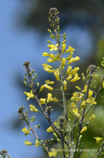 Inflorescencia de la col