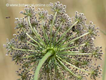 umbela de zanahoria silvestre