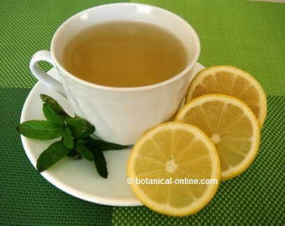 Infusion de menta