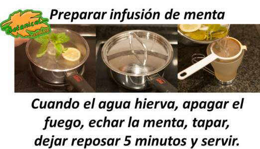 como preparar infusion de menta paso a paso