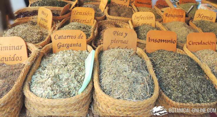 infusiones de plantas medicinales para cada afectación