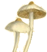 Inocybe geophylla